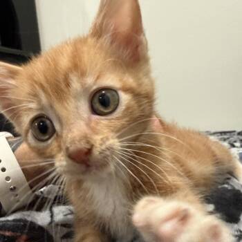 Remus -  Domestic Short Hair Cat for Adoption in Cape Saint Claire, Maryland - Remus | PetCurious