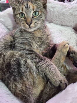 Rescue Domestic Short Hair Cats for Adoption in Trenton, New Jersey - Autumn Skye | PetCurious