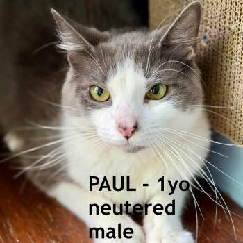 Paul -  Domestic Medium Hair Cat for Adoption in Los Angeles, California - Paul | PetCurious