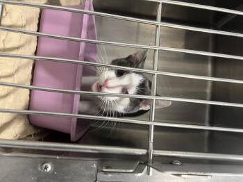 Rescue Domestic Short Hair Cats for Adoption in St. Louis, Missouri - Mello | PetCurious