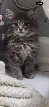 Ravioli -  Domestic Long Hair Cat Available for Adoption in Charlotte, North Carolina - Ravioli | PetCurious