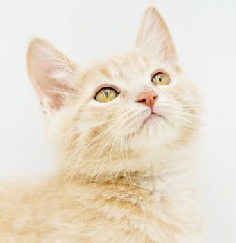 Bud is a baby beauty - so snuggly -  Tabby Cat for Adoption in Bedford Hills, New York - Bud Is A Baby Beauty - So Snuggly | PetCurious