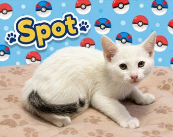 Domestic Short Hair Cats Available for Adoption in Washington Court House, Ohio - Spot | PetCurious
