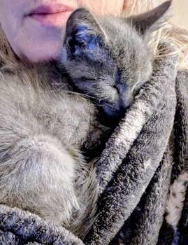 Sterling -  Domestic Short Hair Cat for Adoption in Topeka, Kansas - Sterling | PetCurious