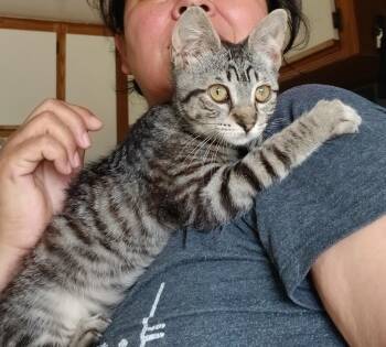 Rescue Tabby Cats for Adoption in Huntington Beach, California - Louise (Thelma) | PetCurious