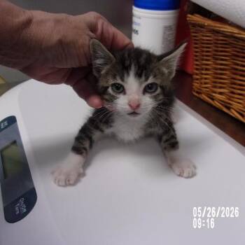 Domestic Short Hair Cats Available for Adoption in Milton, Florida - Joey | PetCurious
