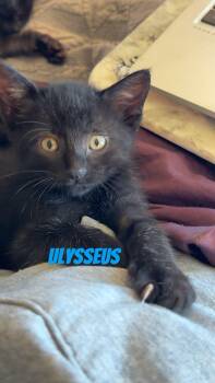 Ulysseus -  Domestic Short Hair Cat for Adoption in Kirksville, Missouri - Ulysseus | PetCurious