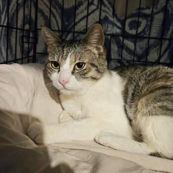 Domestic Short Hair Cats Available for Adoption in New York, New York - Maggie N. - Ready For Her Second Chance | PetCurious