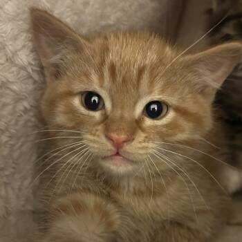 Ed -  Domestic Medium Hair Cat for Adoption in Park City, Utah - Ed | PetCurious