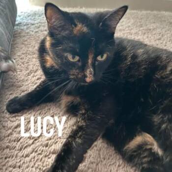 Lucy-Jane C12159 -  Domestic Short Hair Cat for Adoption - Lucy-Jane C12159 | PetCurious