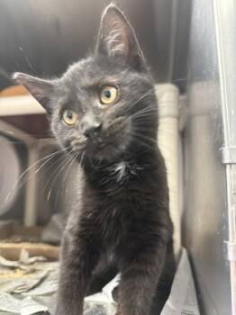 Rescue Domestic Short Hair Cats for Adoption in Morristown, New Jersey - Zim | PetCurious