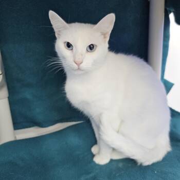 Domestic Short Hair Cats Available for Adoption - Norma Jean | PetCurious