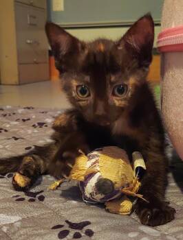 Nectar -  Tortoiseshell Cat for Adoption in Roxbury Township, New Jersey - Nectar | PetCurious