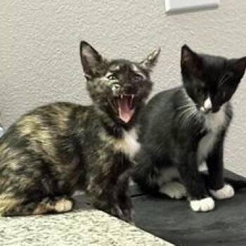 Rescue Domestic Short Hair Cats for Adoption in Liverpool, Texas - Swann | PetCurious
