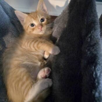 Domestic Short Hair Cats Available for Adoption in Austin, Texas - House Plant 6 | PetCurious