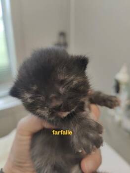 Farfalle (Green) -  Domestic Short Hair Cat for Adoption in Lafayette, Indiana - Farfalle (Green) | PetCurious
