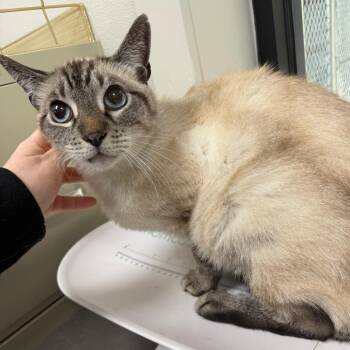Sir Soph -  Domestic Short Hair Cat for Adoption in Columbiana, Alabama - Sir Soph | PetCurious