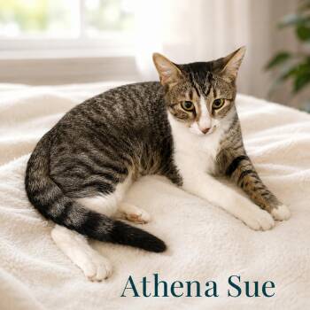 Athena Sue -  Tabby Cat for Adoption in Gilbert, Arizona - Athena Sue | PetCurious