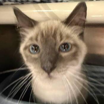 DUCKY -  Siamese Cat for Adoption in Wyandotte, Michigan - DUCKY | PetCurious