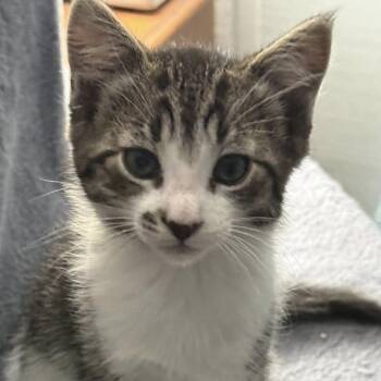 Domestic Medium Hair Cats Available for Adoption in Belfair, Washington - Rodger | PetCurious