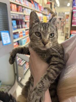 Soup -  Tabby and Domestic Short Hair Cat for Adoption in Dublin, Ohio - Soup | PetCurious
