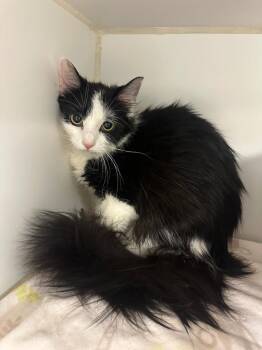Miley (Conklin) -  Domestic Short Hair Cat for Adoption in Johnson City, Tennessee - Miley (Conklin) | PetCurious