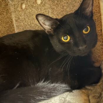 Rescue Domestic Short Hair Cats for Adoption in New York, New York - Jubilee | PetCurious