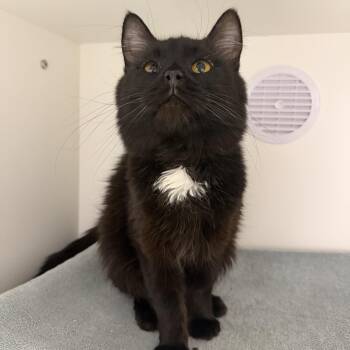 Domestic Long Hair Cats Available for Adoption - Klondike  | PetCurious