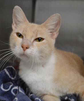 Clair -  Domestic Short Hair Cat for Adoption - Clair | PetCurious