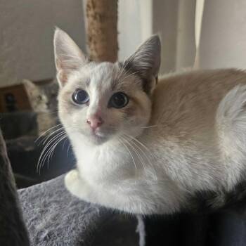 Domestic Short Hair Cats Available for Adoption - Miso | PetCurious