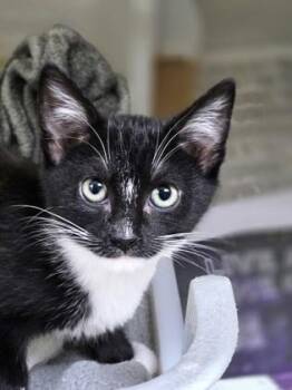 92320a Luna -  Domestic Short Hair Cat for Adoption in North Charleston, South Carolina - 92320a Luna | PetCurious