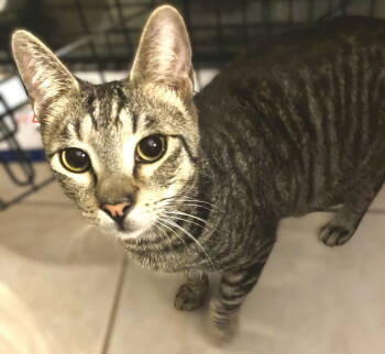 Rescue Munchkin and Tabby Cats for Adoption in Fort Myers, Florida - Sugar Ray | PetCurious