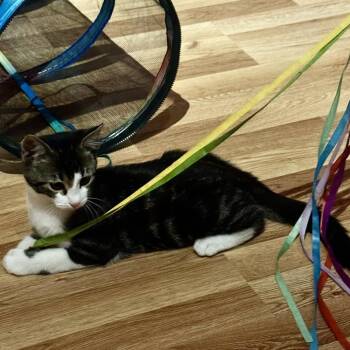 Markus Aurelius -  Domestic Short Hair Cat for Adoption in Lafayette, Colorado - Markus Aurelius | PetCurious