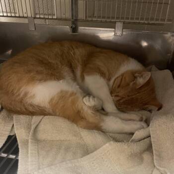 Kenny -  Domestic Short Hair Cat for Adoption in Bristol, Indiana - Kenny | PetCurious