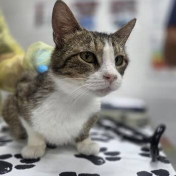 Cafe -  Domestic Short Hair Cat for Adoption in Incline Village, Nevada - Cafe | PetCurious