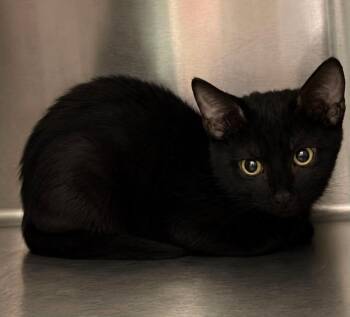 Sleepy -  Domestic Medium Hair Cat for Adoption in Columbia, Tennessee - Sleepy | PetCurious