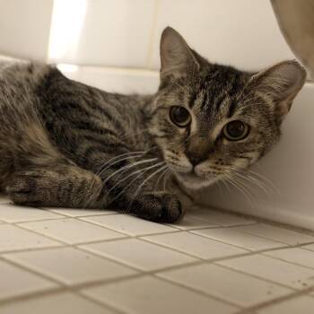 Magnolia -  Domestic Short Hair Cat for Adoption in New York, New York - Magnolia | PetCurious