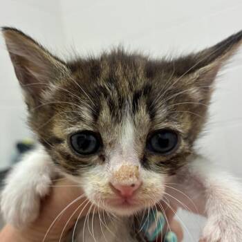 Indiana -  Domestic Short Hair Cat for Adoption in Corpus Christi, Texas - Indiana | PetCurious