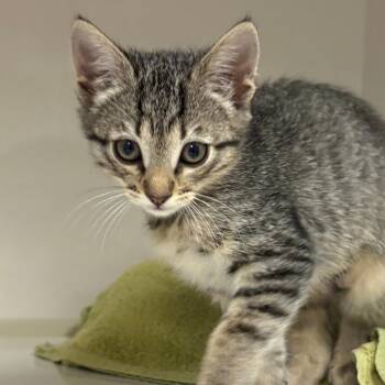 Orbitty (tan collar) -  Domestic Short Hair Cat for Adoption in Redwood City, California - Orbitty (tan Collar) | PetCurious