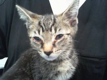 A1266486 -  Domestic Short Hair Cat for Adoption in Charlotte, North Carolina - A1266486 | PetCurious