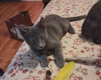 JELLY BEAN -  Domestic Short Hair Cat for Adoption in Tallahassee, Florida - JELLY BEAN | PetCurious