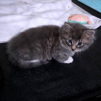 Domestic Medium Hair Cats Available for Adoption in Clarksville, Tennessee - Catiba Inu | PetCurious