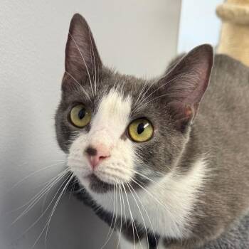 Lavender -  Domestic Short Hair Cat for Adoption in Zimmerman, Minnesota - Lavender | PetCurious