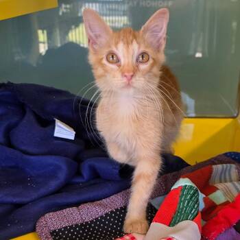 Kalabar -  Domestic Short Hair Cat for Adoption in Abilene, Texas - Kalabar | PetCurious