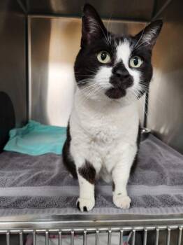 Jenny Any Dots -  Domestic Short Hair Cat for Adoption in Healdsburg, California - Jenny Any Dots | PetCurious
