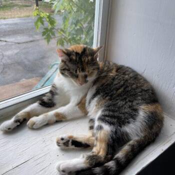 Hattie -  Domestic Short Hair Cat for Adoption in Tipp City, Ohio - Hattie | PetCurious