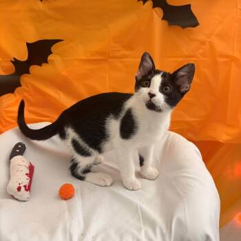 Poppy -  Domestic Short Hair Cat for Adoption in San Tan Valley, Arizona - Poppy | PetCurious