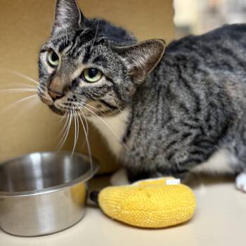 Tigger -  Domestic Short Hair Cat for Adoption in Cortland, New York - Tigger | PetCurious