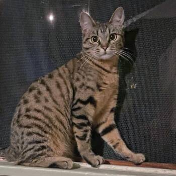 Patacia -  Domestic Short Hair Cat for Adoption in Los Angeles, California - Patacia | PetCurious