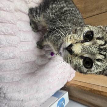 Mimzy -  Domestic Short Hair Cat for Adoption in Allison Park, Pennsylvania - Mimzy | PetCurious